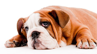 Woman Loses Her Legs and Fingers to Terrifying 'Dog Bacteria'